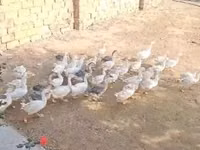 Geese — foto 4