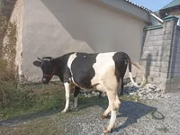 İnək, Holştin irqi — foto 1