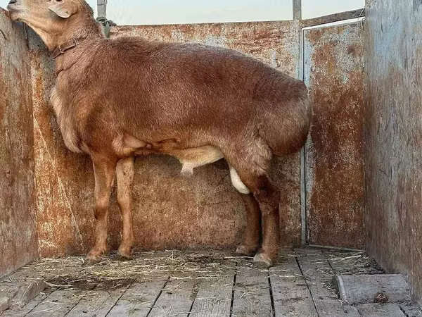 Qoç, Qoyunlar