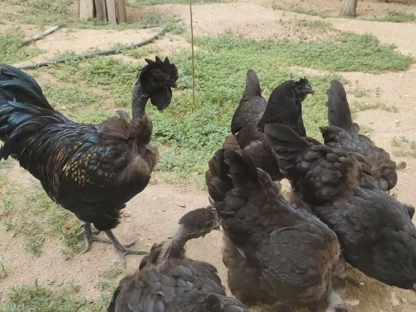 Chickens