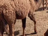 Dəvələr (partiya, cinsi göstərilməyib), Kazakh Bactrian camel — foto 6