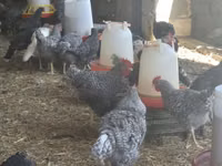 Turkeys — foto 3