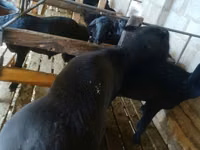 Bélier, Moutons — photo 8