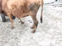 Cow, Cattle — photo 8