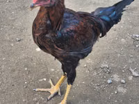 Chickens — zdjęcie 2