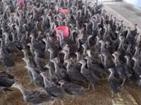 Turkeys — foto 1