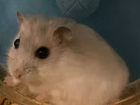 Cırtdan hamster və tam dəst qəfəs Məhsul təsviri: - Növ: cırtdan — 照片 2