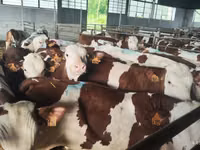 Buğa, Simmental cattle — foto 3