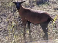 Қой, Cameroon sheep — 1-сурет