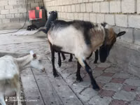 Ziegenbock, Alpine goat — Foto 1