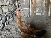 Chickens — 照片 7