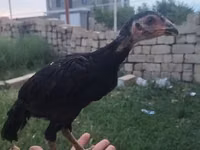 Chickens — zdjęcie 1