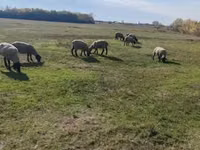 Widder, White Suffolk sheep — Foto 5