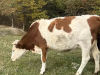 Уй, Симментал тукуму — сүрөт 3