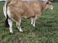 Touro, Partenaise cattle — foto 6