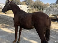Horse (M), Horses — photo 4