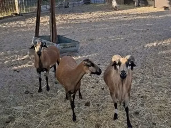 Кочкор, Камерундук кой