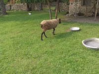 نعجة, Romanov sheep — الصورة 1