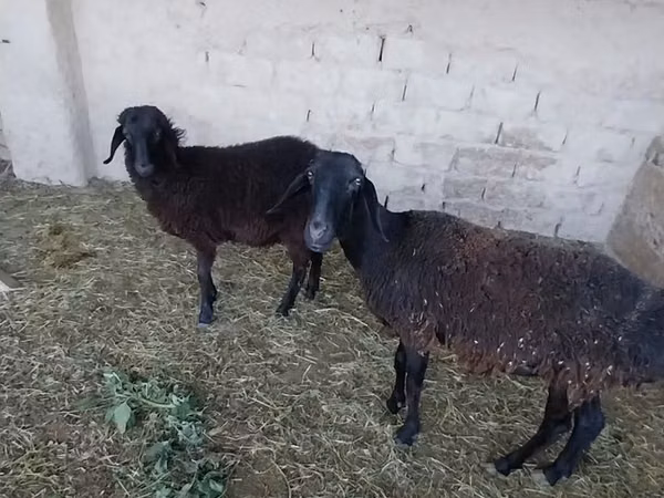 ცხვარი, ცხვრები