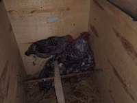 Chickens — zdjęcie 2