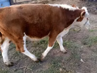 Buqa, Swiss cattle — 7-rasm