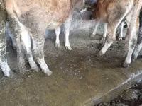 Vaca, Bovinos — foto 4