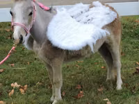 雌馬, Miniature horse — 写真 3