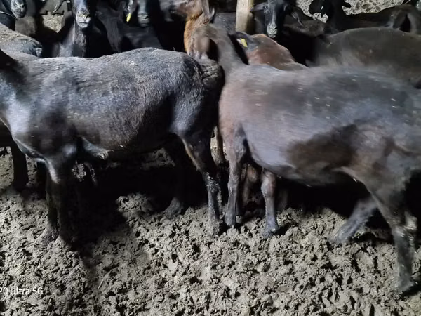 Bélier, Moutons