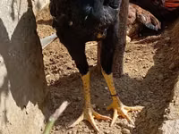 Chickens — Foto 2