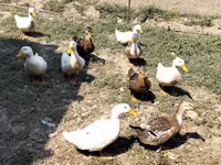 Ducks — foto 4