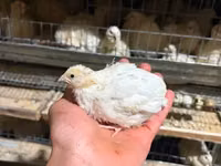 Լոր լորի ճուտ ինկուբացիոն ձու — 照片 3