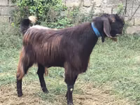 Keçi, Damask goat — foto 2