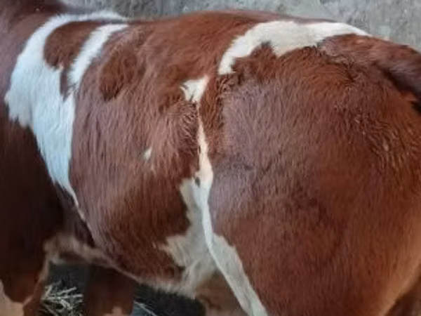 காளை, Simmental cattle