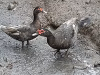 Evcil Misk ördeği — foto 2
