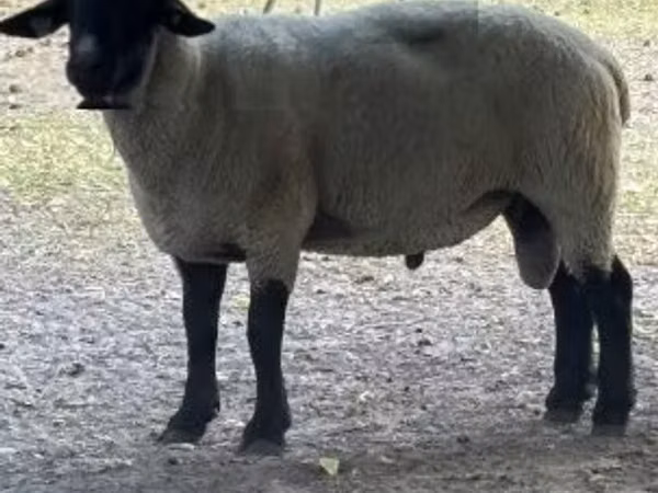 Carneiro, White Suffolk sheep
