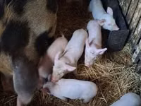 ღორები (პარტია, სქესი არ არის მითითებული), ღორები — ფოტო 1