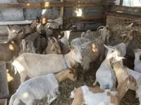 Cabras (lote, sexo no especificado), Cabras — foto 1