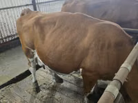 母牛, Simmental cattle — 照片 3