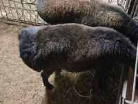 公羊, Sheep — 照片 2
