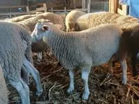 Beran, Romanov sheep — foto 4