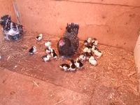 Japanisches Bantam — Foto 2