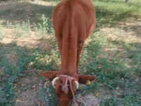 गाय, मवेशी — फ़ोटो 3