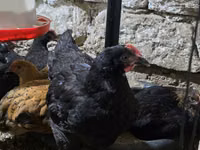 Chickens — foto 2