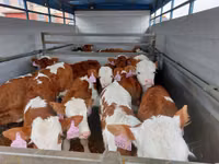 雄牛, Simmental cattle — 写真 2