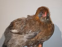 Chickens — الصورة 1
