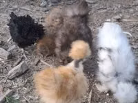 Danish hen — photo 3