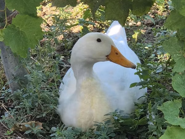 Ducks — أذربيجان