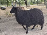 Qoʻy, Racka sheep — 2-rasm