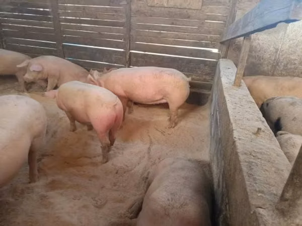 Sow, Pigs