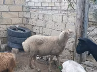 Owca, Owce — zdjęcie 4